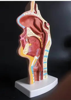 

Human nasal cavity throat anatomy model pharyngeal nasal oral longitudinal slitting model