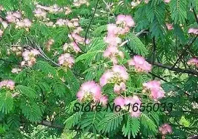 Top Qualité Nouvelles Semences Mimosa De 35 Graines Un