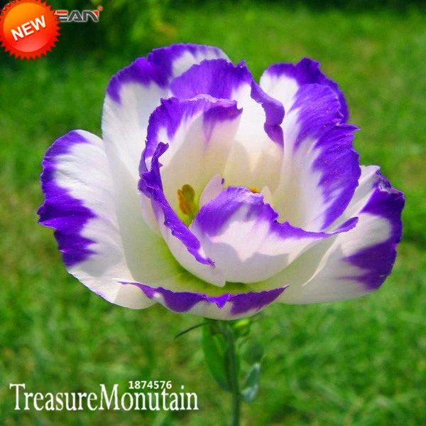 50 Seeds Lisianthus Eustoma Flowers Beautiful Plants Potted and Garden Bonsai