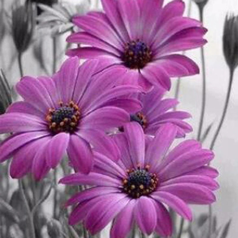 Full 5D Diy Daimond Painting Cross-stitch Flowers Lilac Daisies 3D Diamond Painting Full Rhinestones Paintings Embroidery Gifts