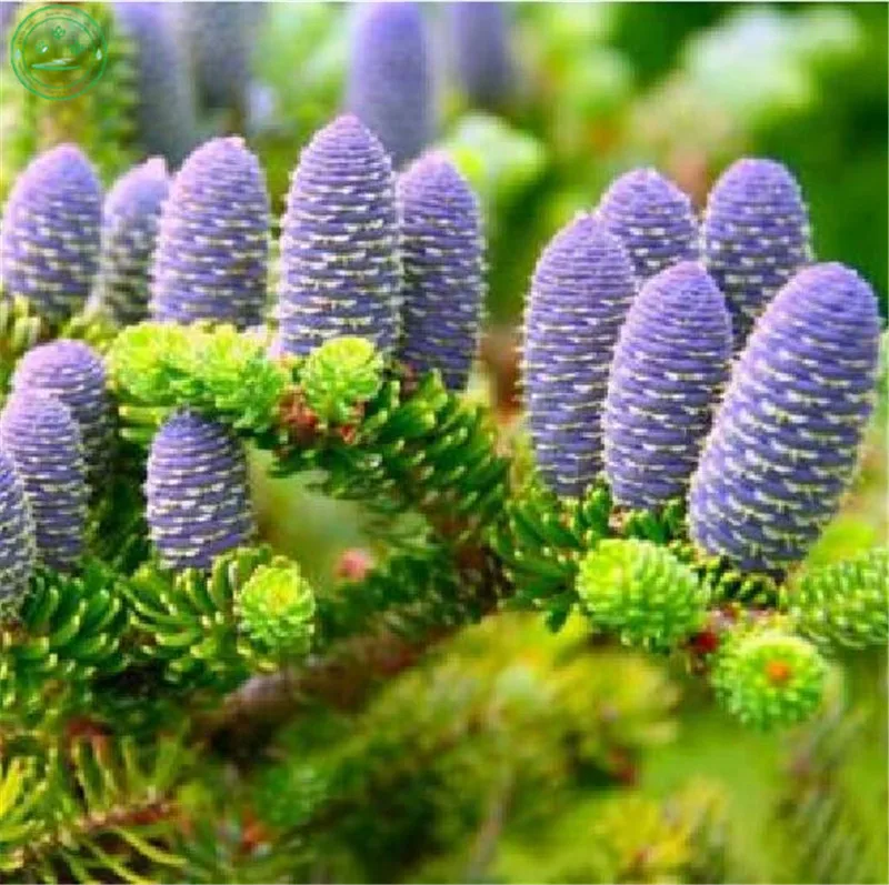 50 Pcs Bag Korean Fir Abies Seedling Nordmann Christmas Tree Conifer Seedss Flower House Garden Bonsai Plants In From Home On 50 Pcs Bag Korean Fir Abies Seedling Nordmann Christmas Tree Conifer Seedss Flower House Garden Bonsai Plants In From Home On