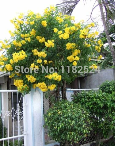 100 yellow trumpet bush tree flower seeds tecoma stans yellow