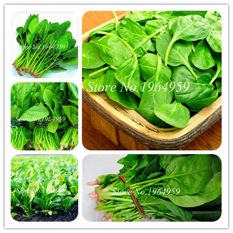 

100 Pcs Heirloom Green Malabar Spinach Vegetable Bonsai, Spinach Salad Leaves Good Taste Non-Gmo Diy Home Garden Plants