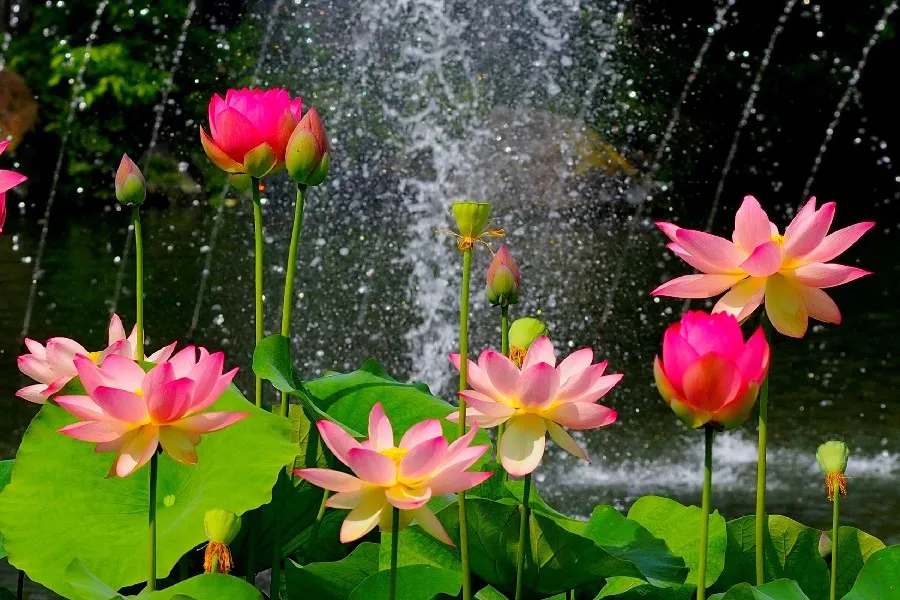 wild nature water flower pink lotus leaf fruit Picture Canvas Paintings Living room home wall decoration fabric poster | Дом и сад