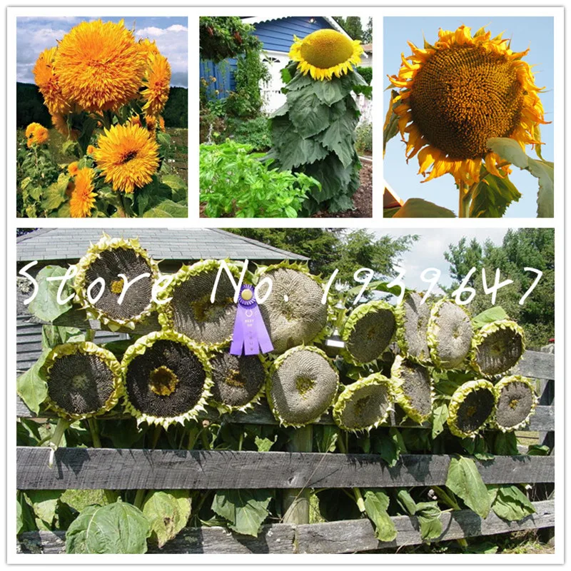

50 Pcs Giant Sunflower bonsai Organic Helianthus annuus Ornamental Flower plants Sunflower Flower for Home Garden Easy to Grow