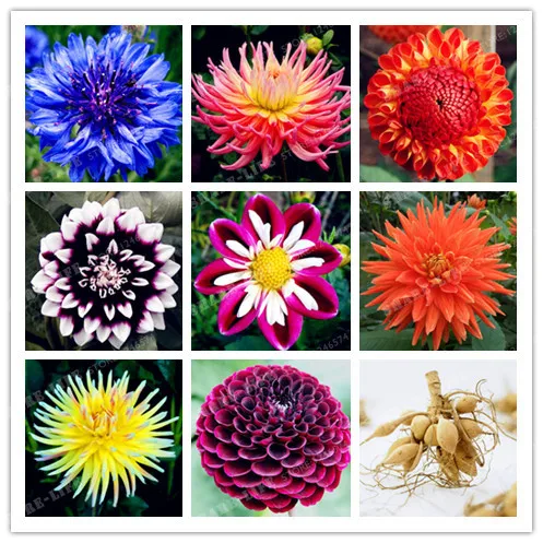 

True Color Mixing Dahlia Bulb Flower Bonsai Flower Bulbs Symbolizes Courage And Lucky Home Garden Plant-2 Bulb