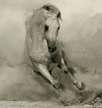 

100% mondern hand-painted oil painting on canvas-White Horse (no frame)