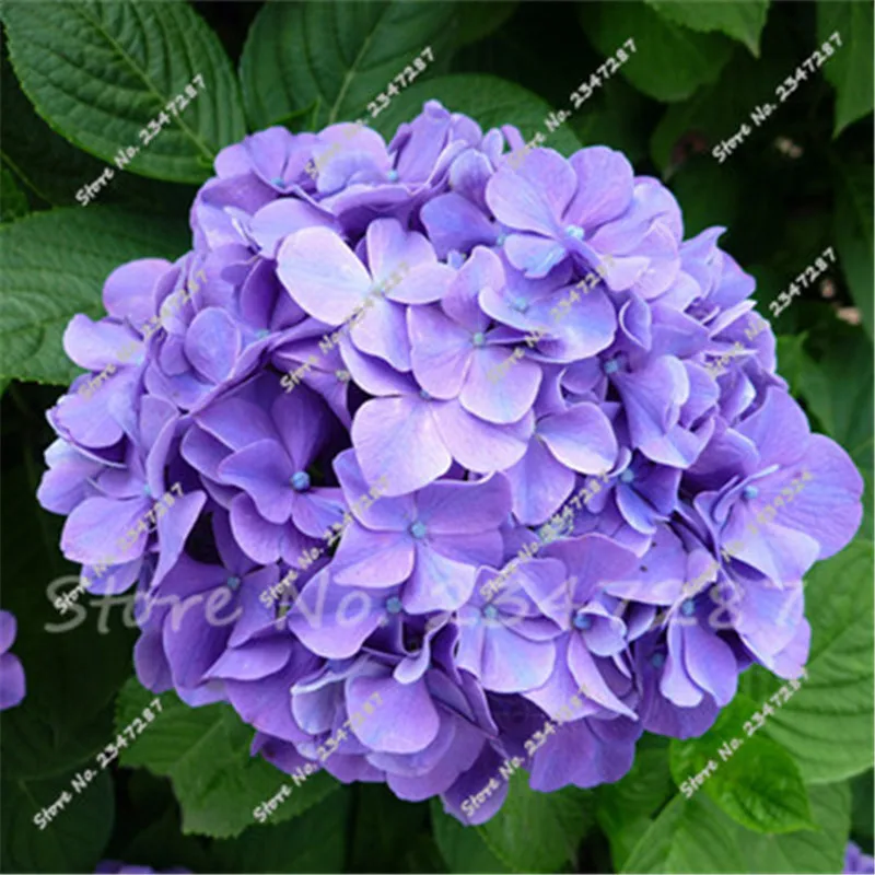

20 Pcs Beautiful Purple Hydrangea flower balcony Bonsai Home Garden Plant Fort Viburnum Hydrangea Macrophylla for Wedding
