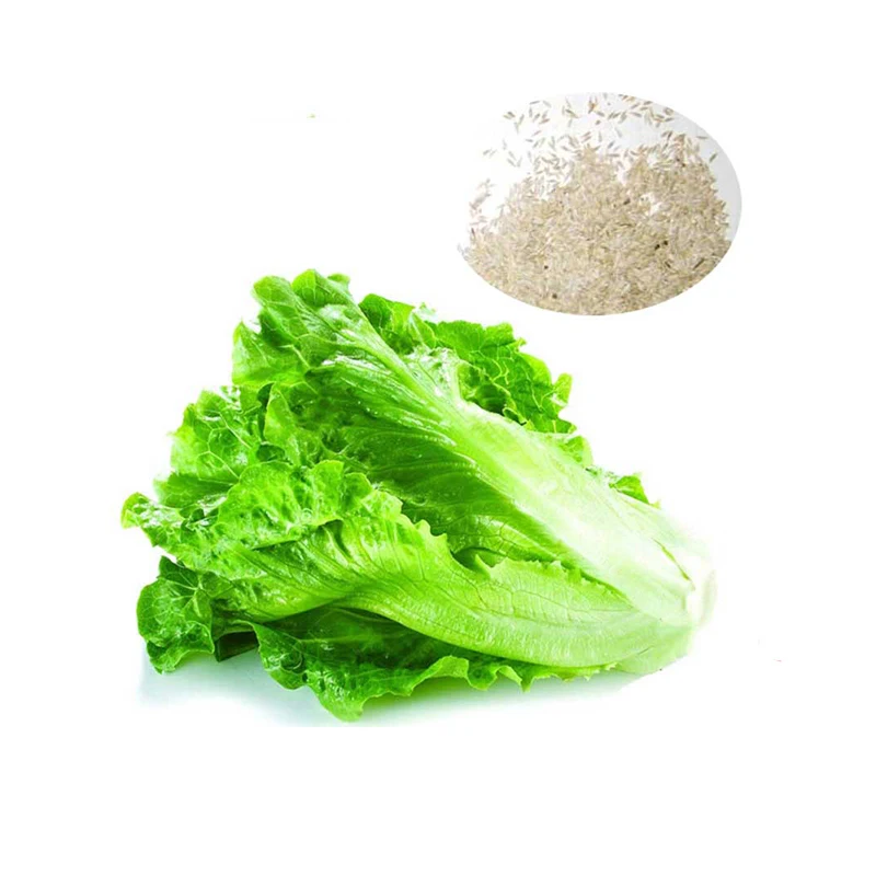 

1000pcs Lettuce Seeds Bonsai Tree Seedsplants Grand Rapids Vegetable Seedings Potted Fruit Succulent Seeding Outdoor Decor