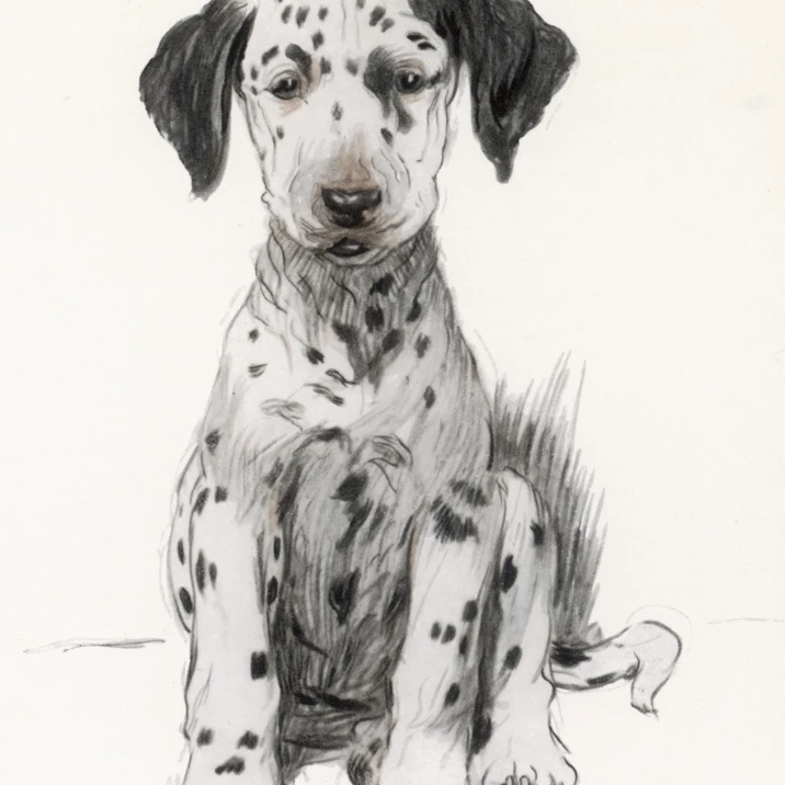 Dalmatian Puppy Poster Print By Mary Evans Picture Library (24 X 36)