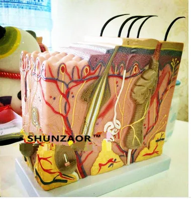 SHUNZAOR Human skin structure enlarged model skin layer structure model skin model skin