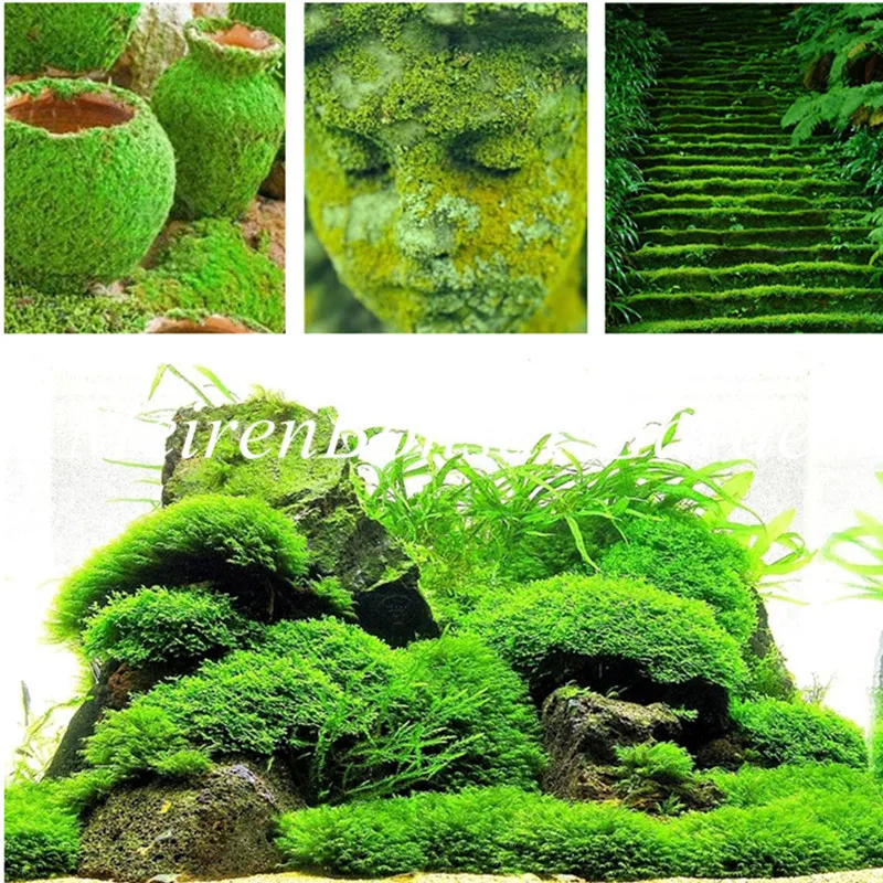 

200 Pcs Moss bonsai,Sagina Subulata plant,Lovely Moss Ball Decorative Garden Creative Grass bonsai Potted Plant DIY Home Garden