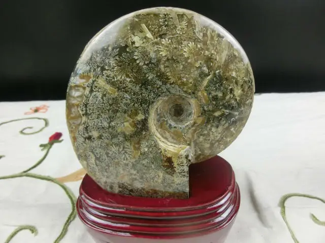 Special Offers 1100g(2.4 lb) Ammonite Shell Fossil Specimen + 200g Stand Madagascar NRA022
