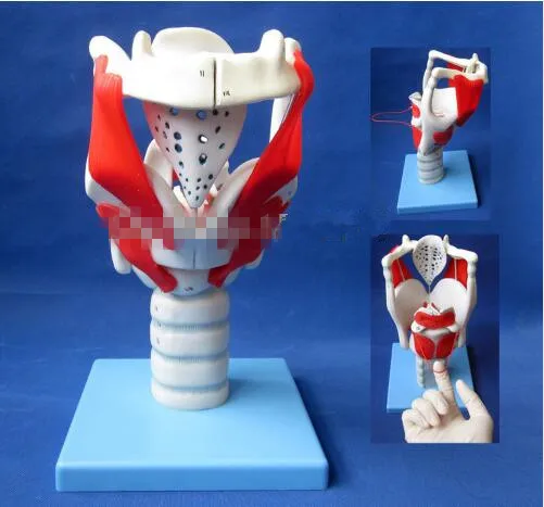 

Structure and Function of Larynx Model, Human Anatomical Larynx model Tool parts