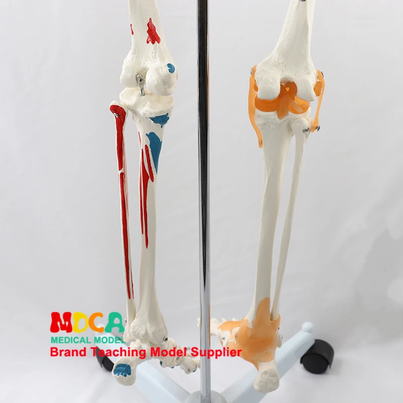 170 см модель скелета человека нейромышечный запуск и остановка цветная связка Скелет Йога медицинское обучение MGG301