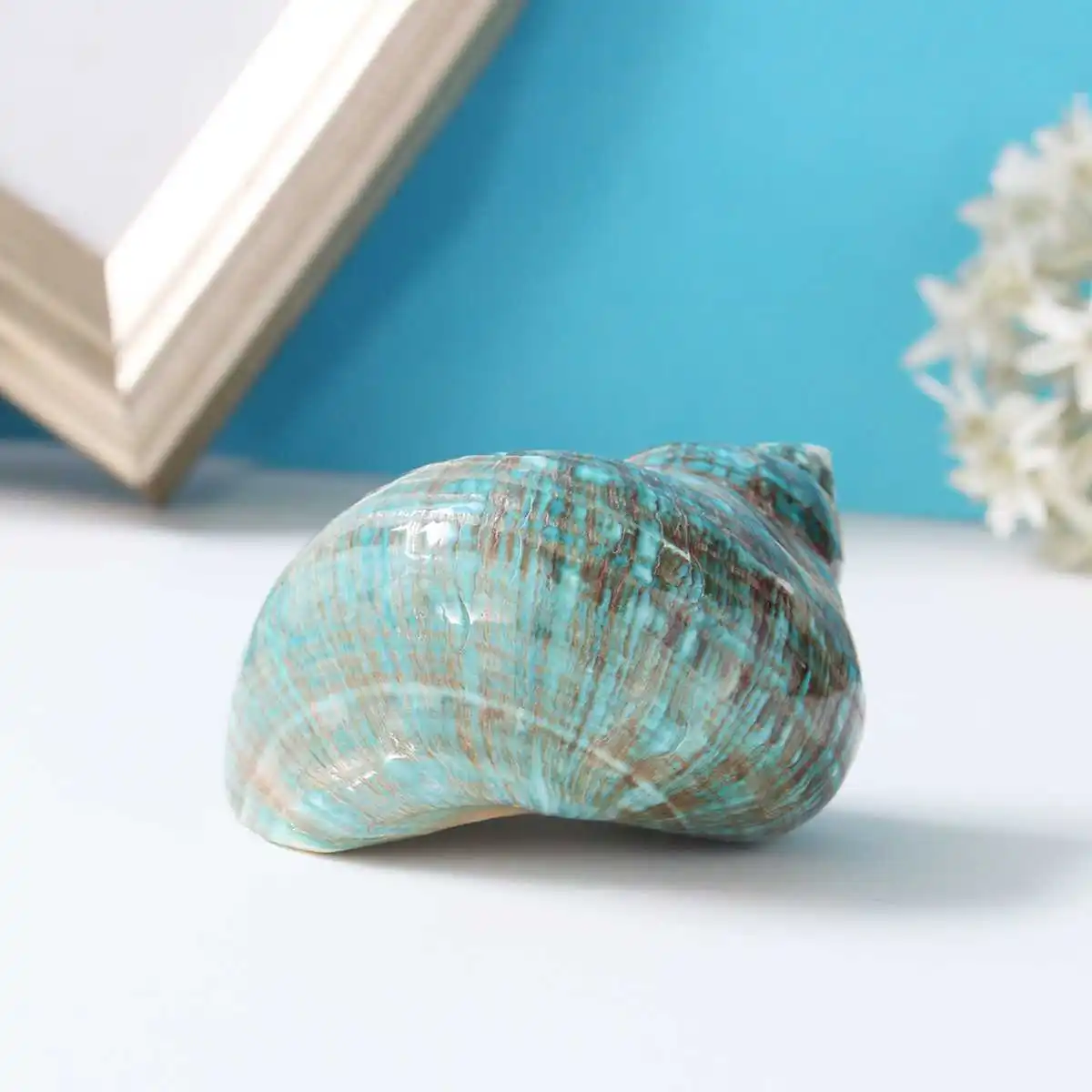 

10m Green Big Conch Home Furnishing Marine Sea Decor Fish Dry Aquarium Decor Natural Shell Craft snail Ornament wedding festival