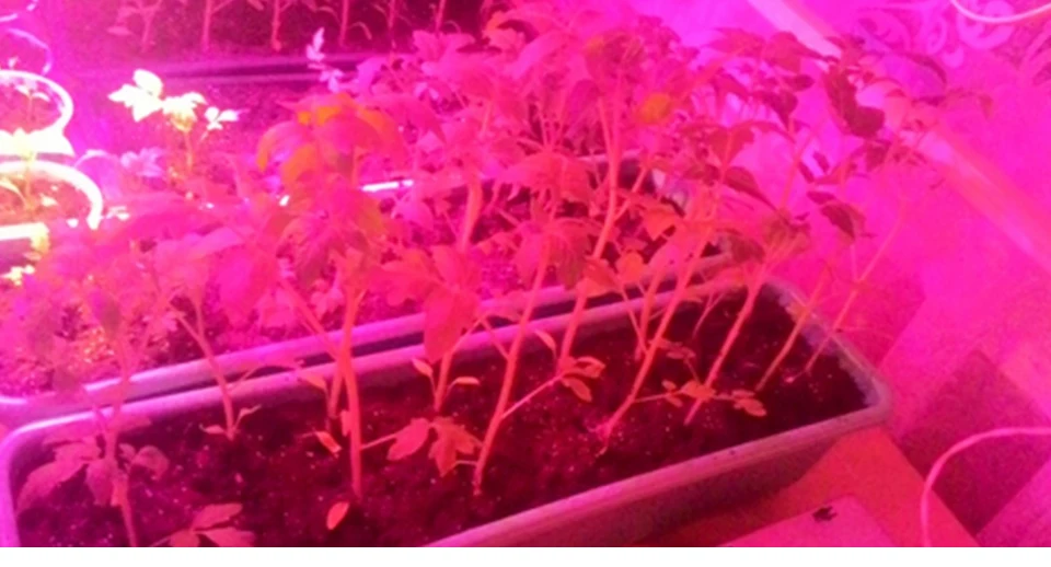 Led Plant Growth Light for Indoor Plants lamps (14)