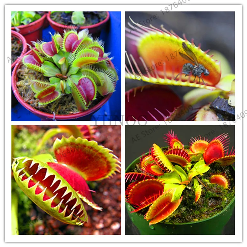 Новые свежие насекомоядные растения бонсай Dionaea muscipola гигантский зажим Венера Flytrap сад 20 Флорес,# X30Z6J