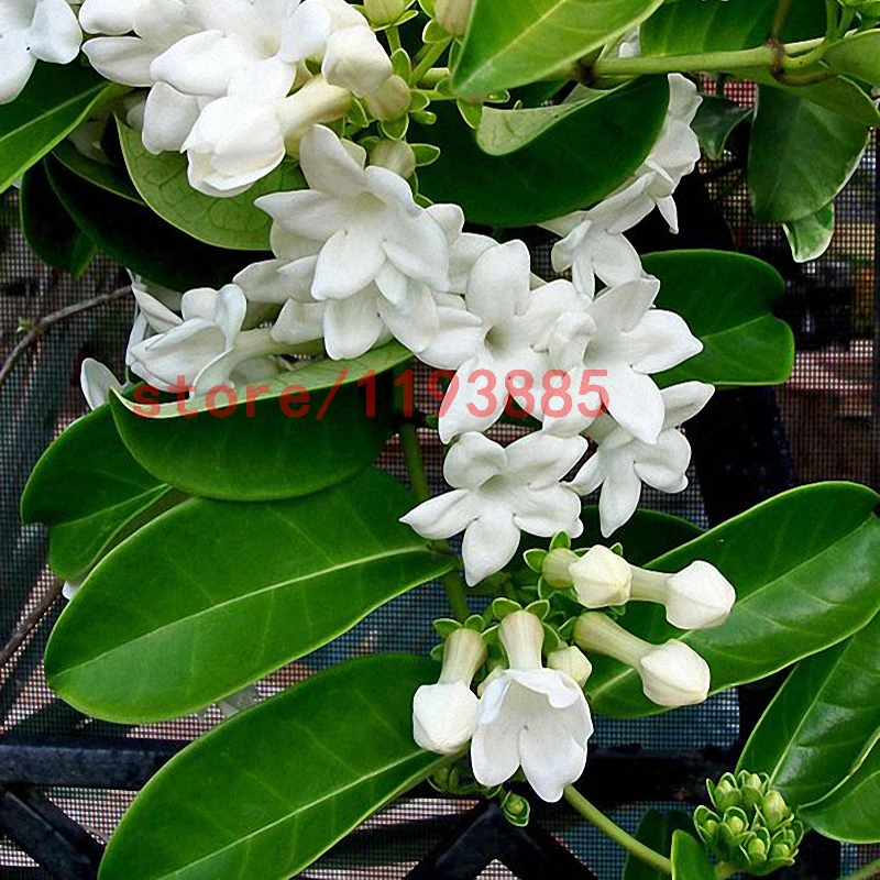 Online Buy Wholesale jasmine plant from China jasmine plant Wholesalers