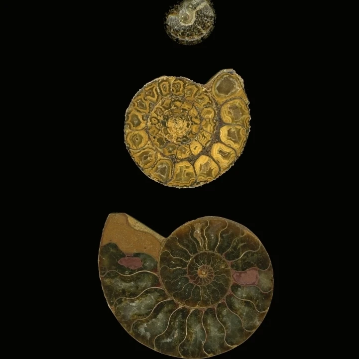 Fossilized Sea Shells (Nautilus) Poster Print (12 x 17)