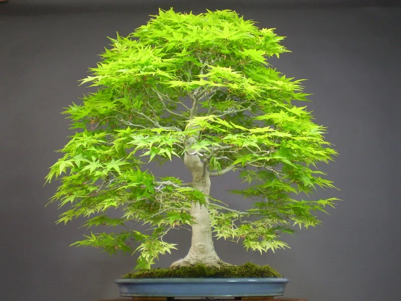 Brussel's bonsai nursery coupon code