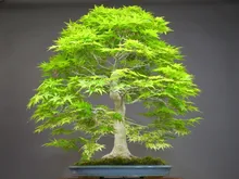50 japanese bonsai maple tree Seeds mini bonsai tree for indoor plant can put on office desk free shipping