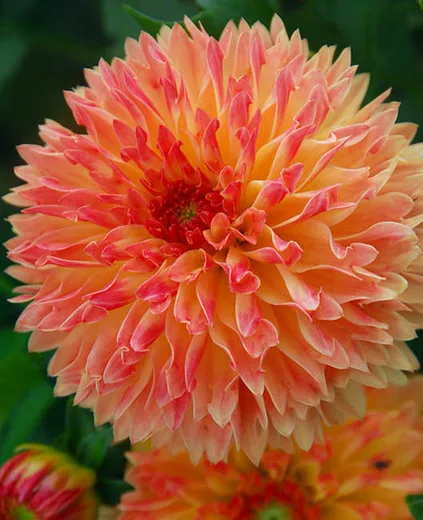 Разноцветные Dahlia flores красивые сады бонсай георгина Цветочные плантации Многолетние растения Плант 100 шт./лот - Цвет: 6