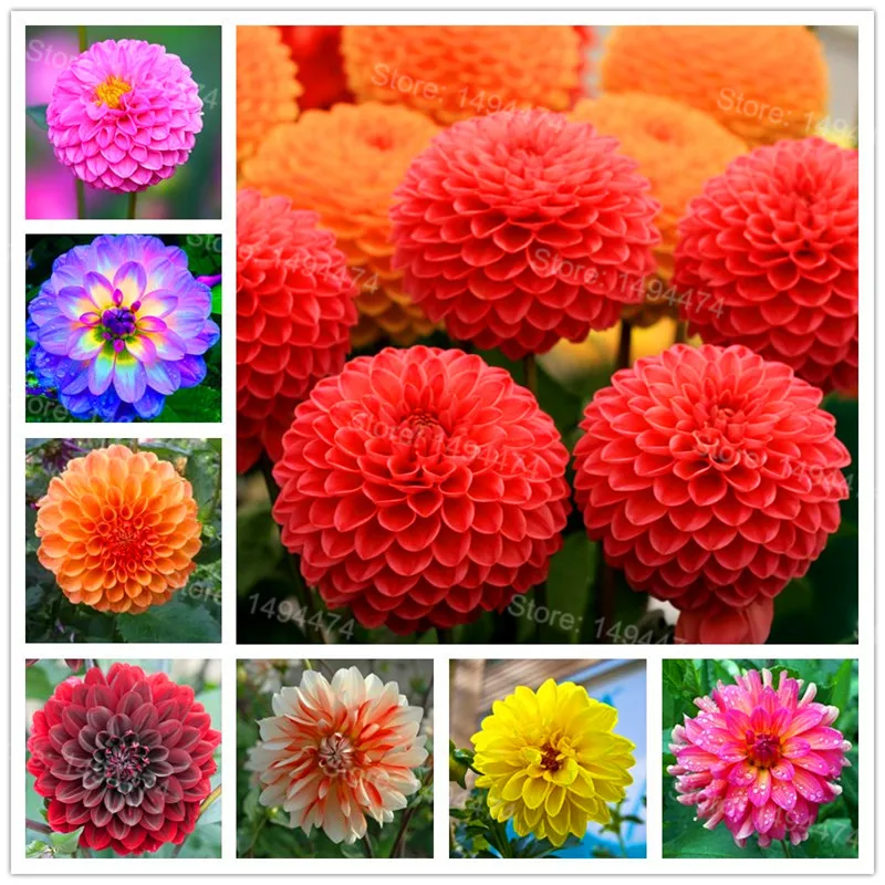 

Multi-Colored Dahlia flores charming Bonsai Dahlia Flower plantas Perennial Plant plante High germination for home garden - 100