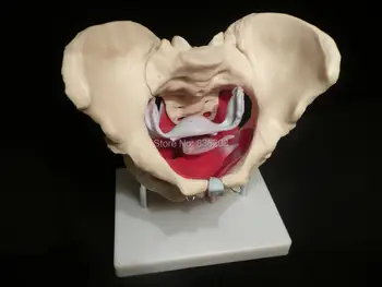

Human anatomy skeleton mannequin torso Female Pelvic Muscles Orgal Heart skull brain skull model in trauma nursing manikin train