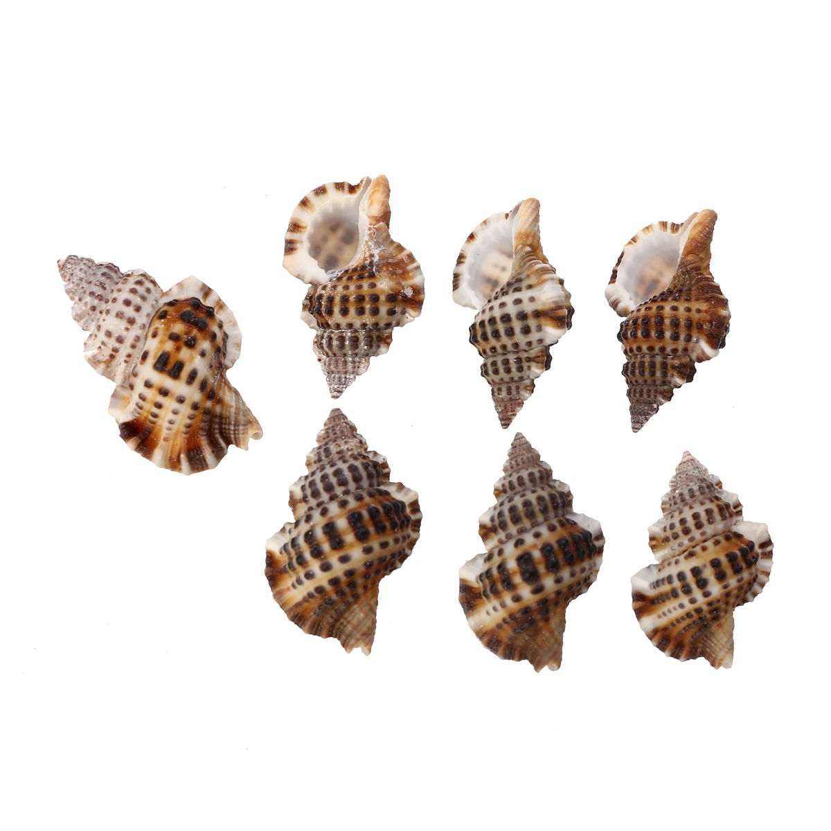 7pcs/set Natural Beautiful Sea Shell Conch Craft  Aquarium Decor Ornament Accessories For Jewelry Making DIY  Mayitr