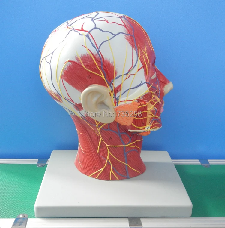 

Head And Neck Superficial Nerve Vascular Muscle Model ,Head And Neck Vascular Neural Model