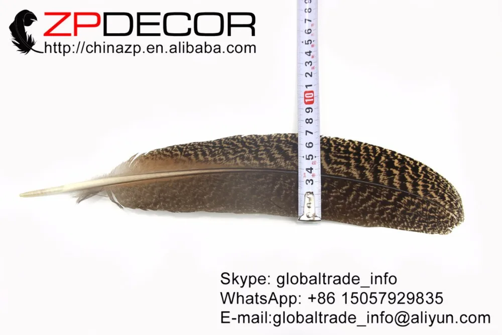 Natural Barred Mottled Peacock Wing Quills (5)