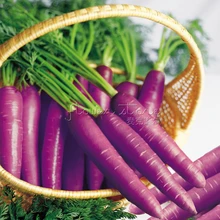 1 Package Vegetable – Carrot – Purple Haze – 400 Fresh Seeds High Germination