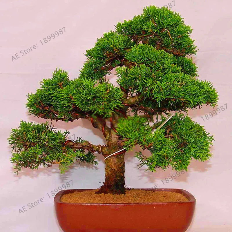 Juniper Bonsai Tree Potted Flowers Purify Air Absorb Harmful Gases Plants Shippi Best Seeds