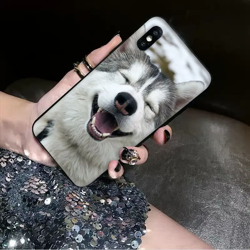 Animal dog husky