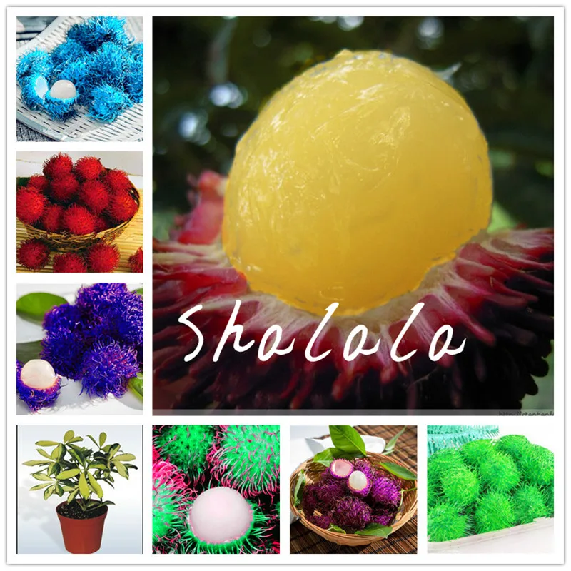 

5 Pcs Rambutan Bonsai Non-GMO Fruits Plant As Litchi Very Delicious Giant Plant Tree Also As A Home Garden Ornamental Trees