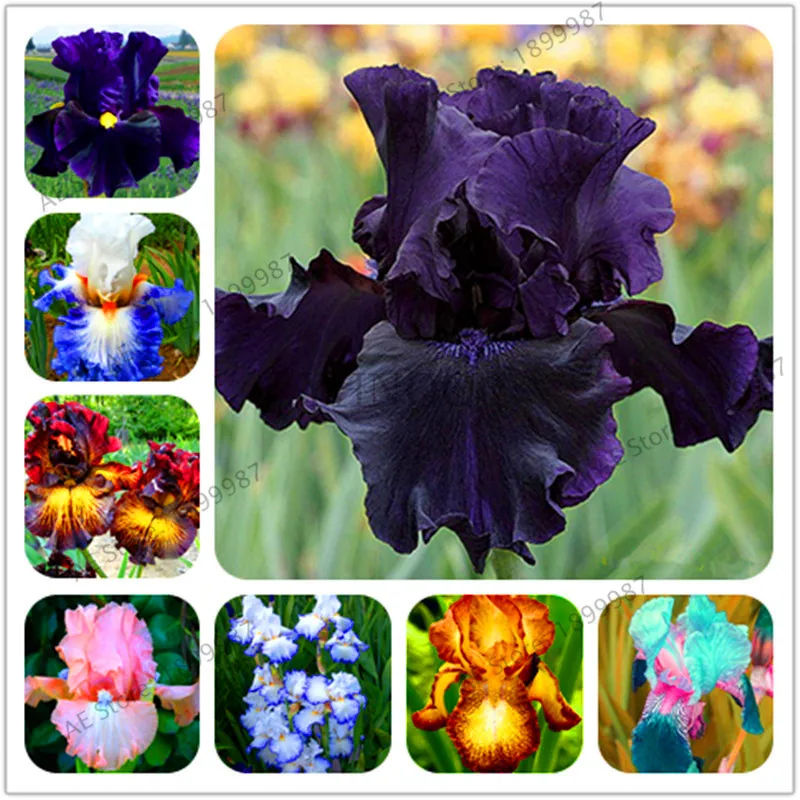 20pcs Bonsai Iris Flower Perennia Flower garden Rare Flower  .# 364 
