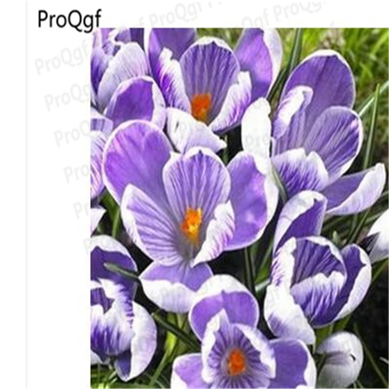 

15Pcs A Set Crocus sativus Saffron Flower Bulb