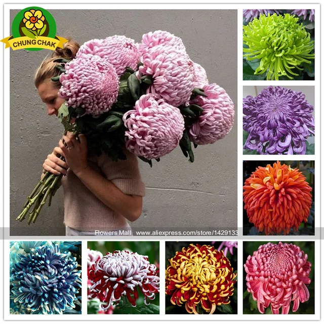 Buy Chinese mum plant Chrysanthemum Seeds 200PCS Rare