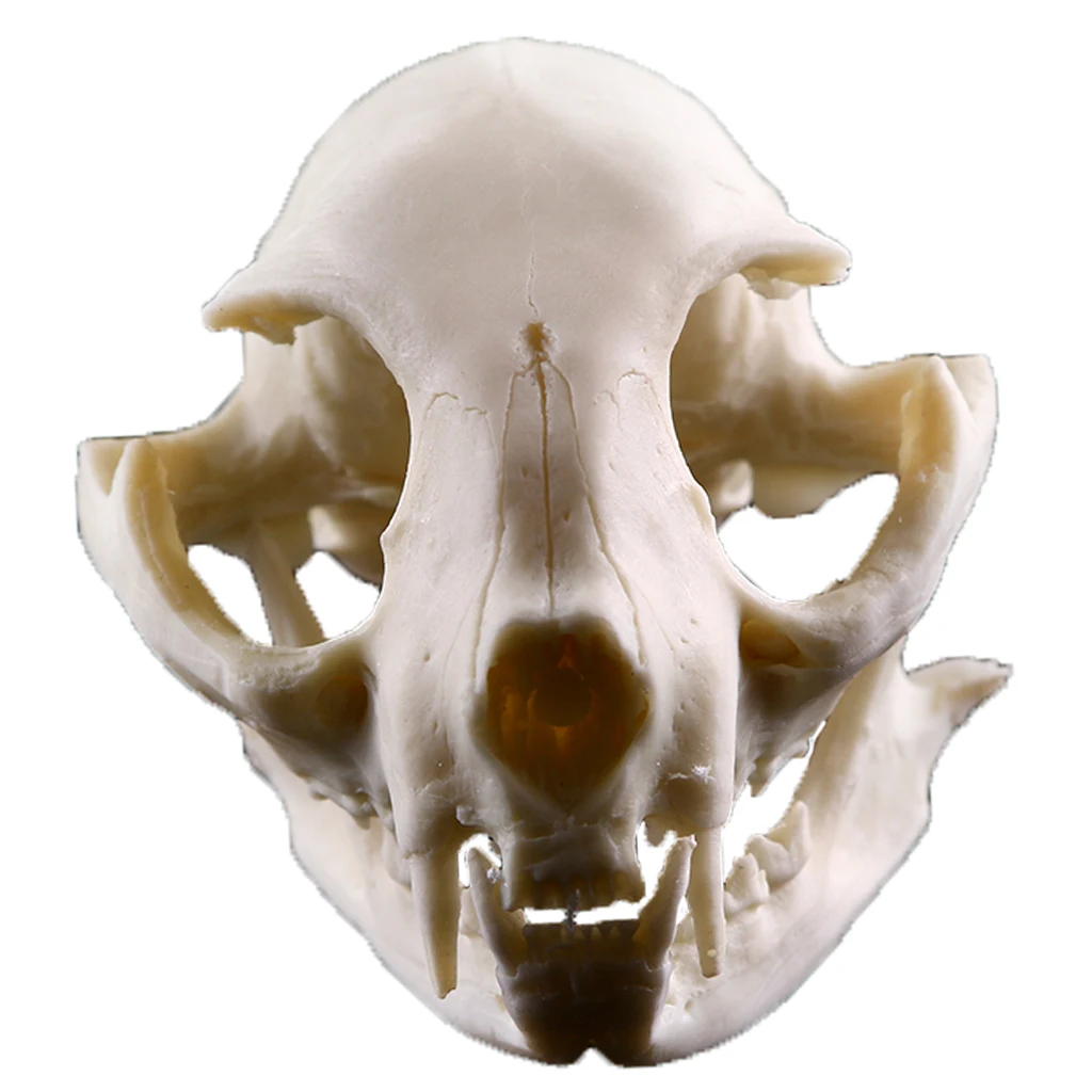 Lifelike Cat Skull Resin Head Skeleton Figurine Aquarium Ornament Home Decor