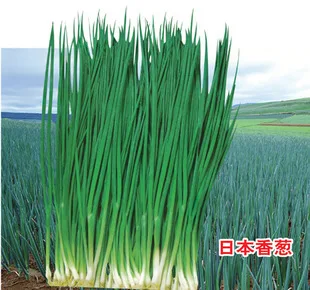 

Japan alone root vegetable bonsais nutrition small shallot bonsais 100pcs