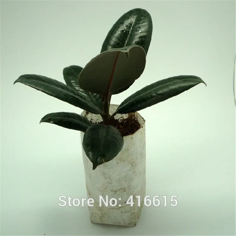 

kailanbb63usd 3 colours Planting 409380 Fruit tree picking scissors gardening, bonsai tools garden baile li 11.8