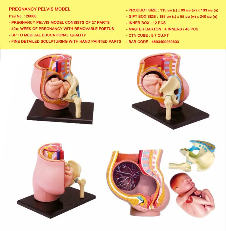 4D модель ткани человеческого тела-сборка скелета мышц и нервов биологическое обучающее оборудование - Цвет: PREGNANCY PELVIS MOD