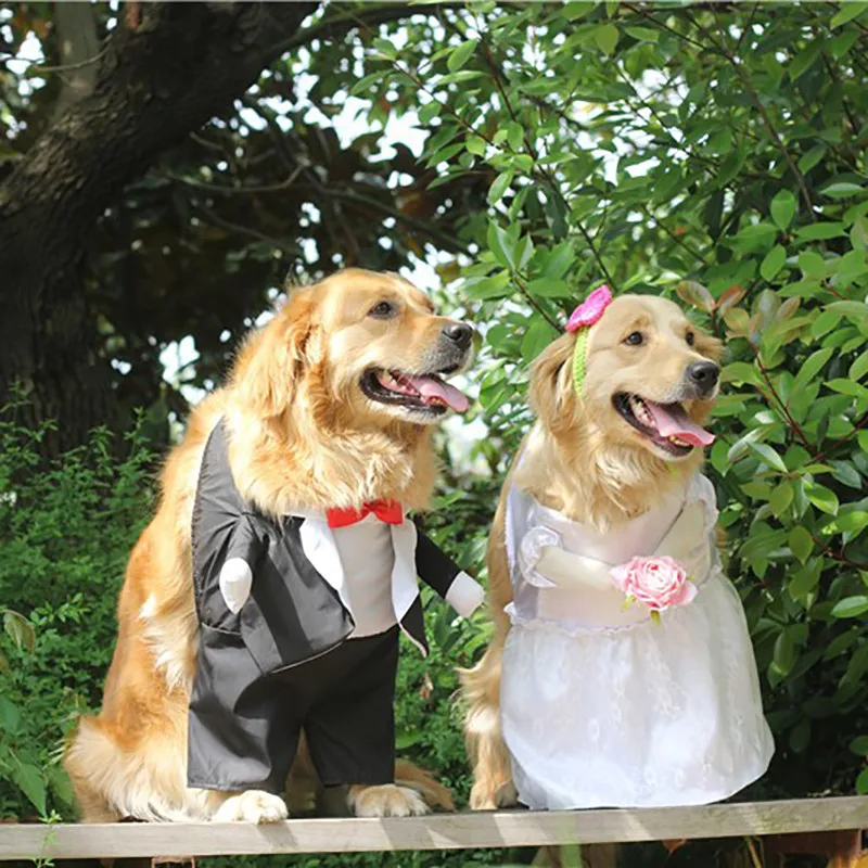 Dog Costume For Wedding Party (3)