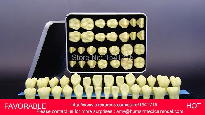 

DENTAL MATERIALS TOOTH ,ADULT DENTAL TEETH MODEL,NATOMIACL TOOTH,ADULT TEETH MODEL,2 TIMES CROWN DENTAL MODEL-GASEN-DEN035