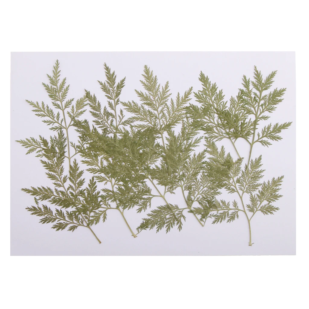 Phenovo 10 Pieces Mixed Size Real Pressed Leaves Flower Embellishments Card making Scrapbooking Art Crafts Artemisia carvifolia
