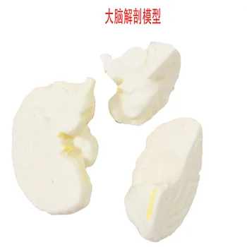 

Cerebral Anatomic Model Cerebral Vascular Distribution Model Cerebro Cerebellar Brainstem Nervous System Brain Anatomical Model