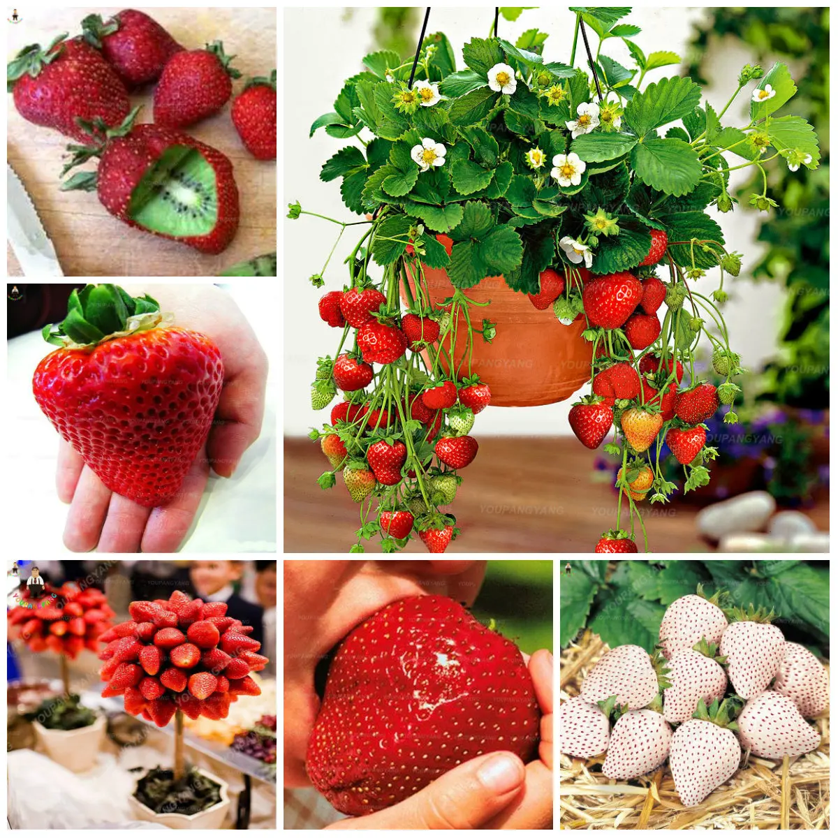 

300 pcs/bag gaint strawberry plants big sweet strawberry berry fruit bonsai pot plant Non-GMO Family food for home garden