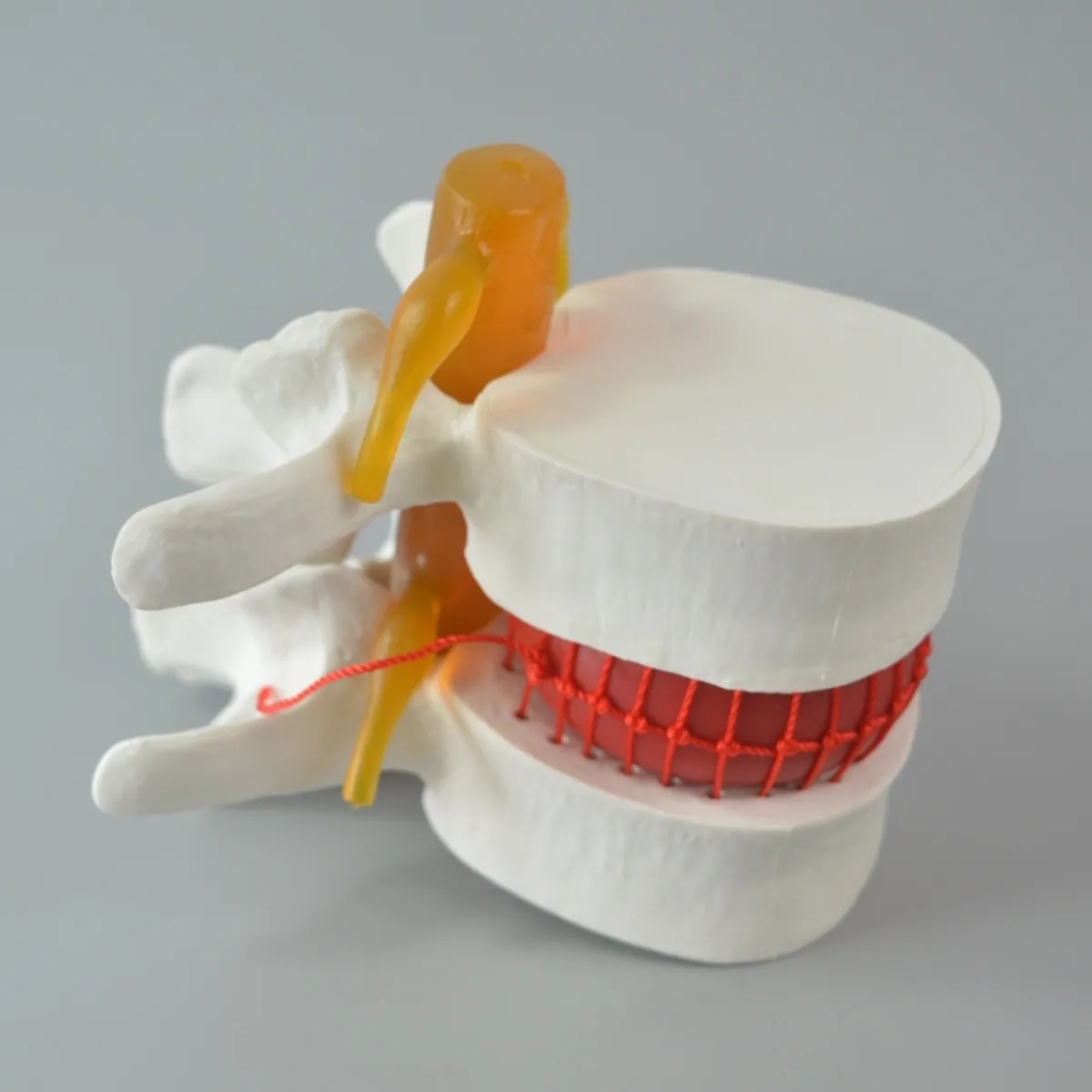 Человеческий анатомический Скелет спина поясница дисковая грыжа обучающая модель мозговой череп травматический пистолет школьные принадлежности медицинский инструмент