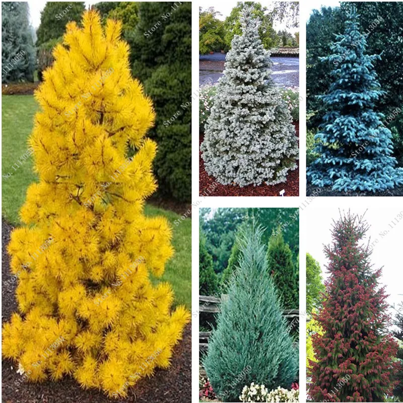 cheap trees get cheap evergreen trees alibaba cheap trees get cheap evergreen trees alibaba